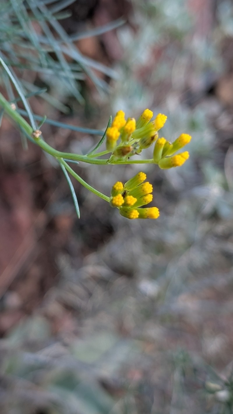 Senecio anethifolius photo 5