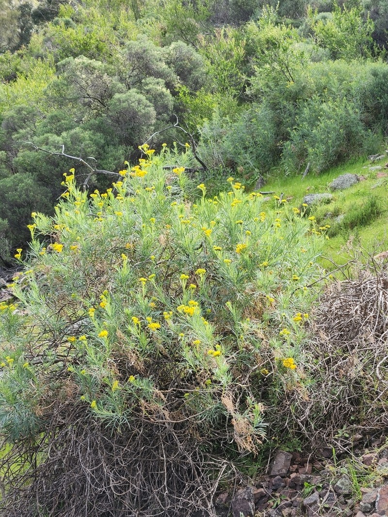 Senecio anethifolius photo 6