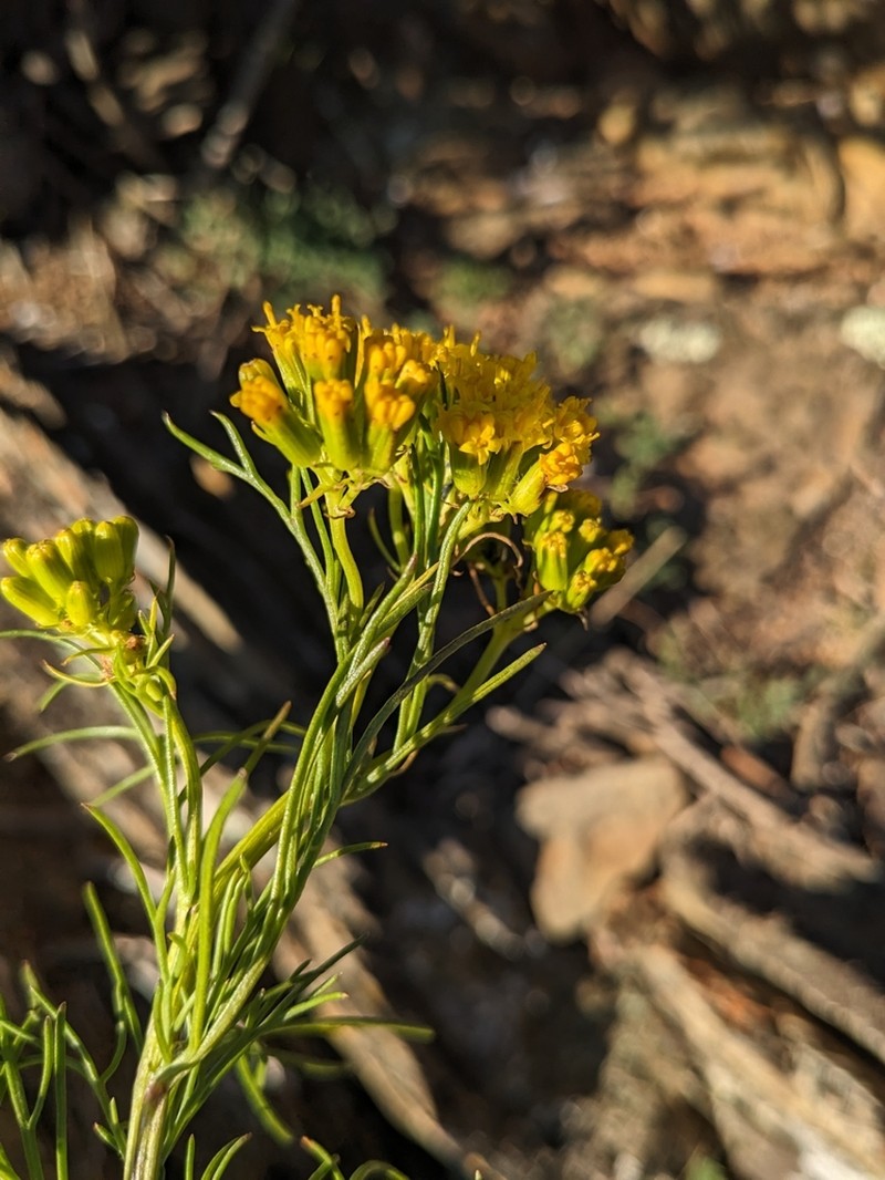 Senecio anethifolius photo 7
