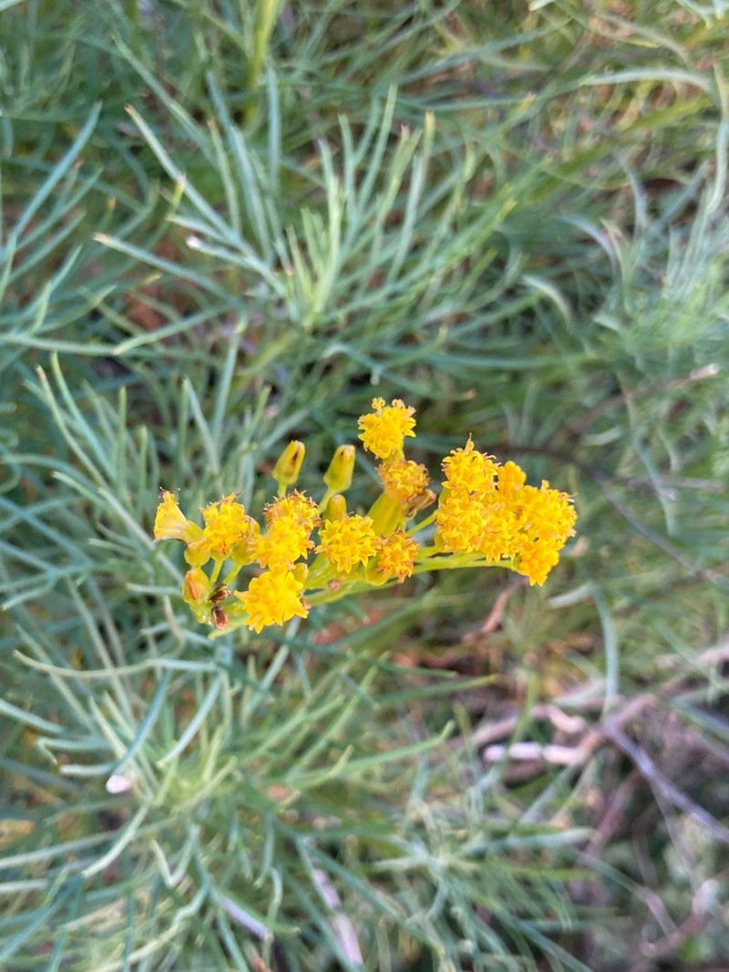 Senecio anethifolius photo 8