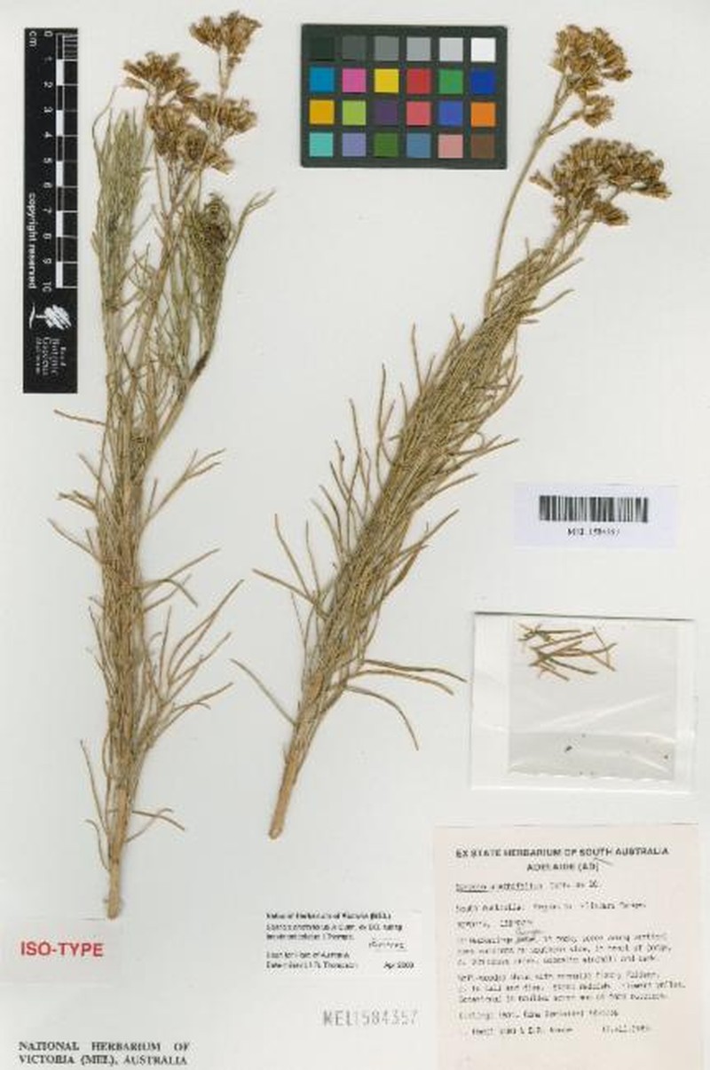 Senecio anethifolius subsp. brevibracteolatus