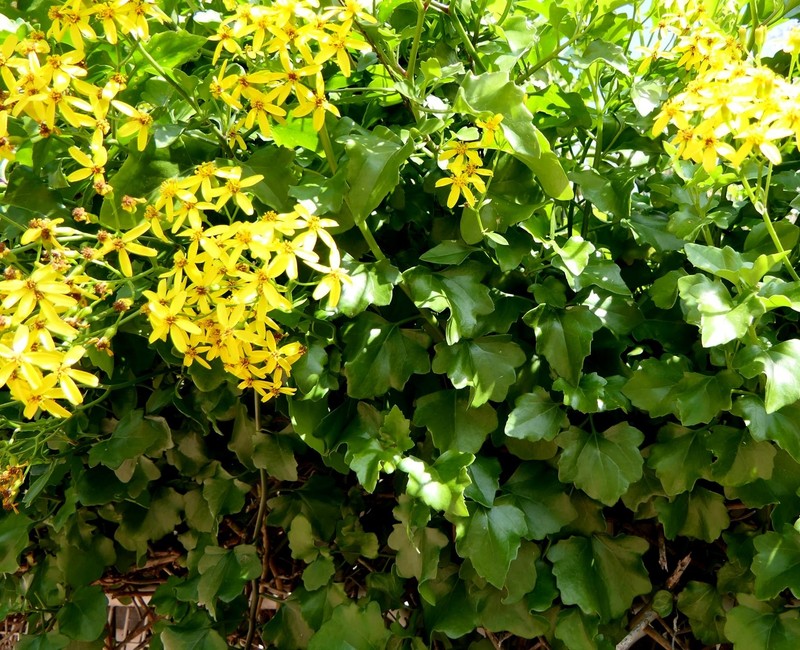 Senecio angulatus