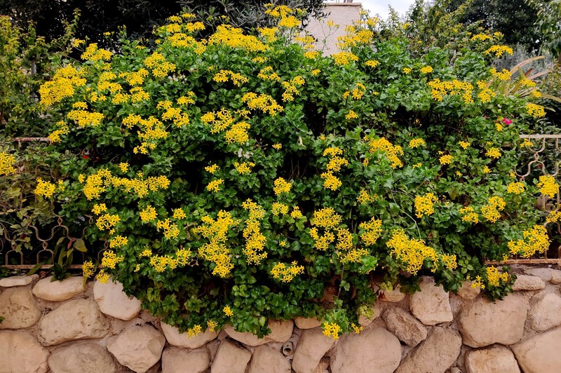 Senecio angulatus photo 2