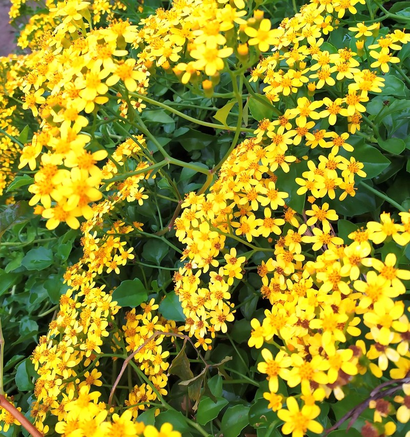 Senecio angulatus photo 3