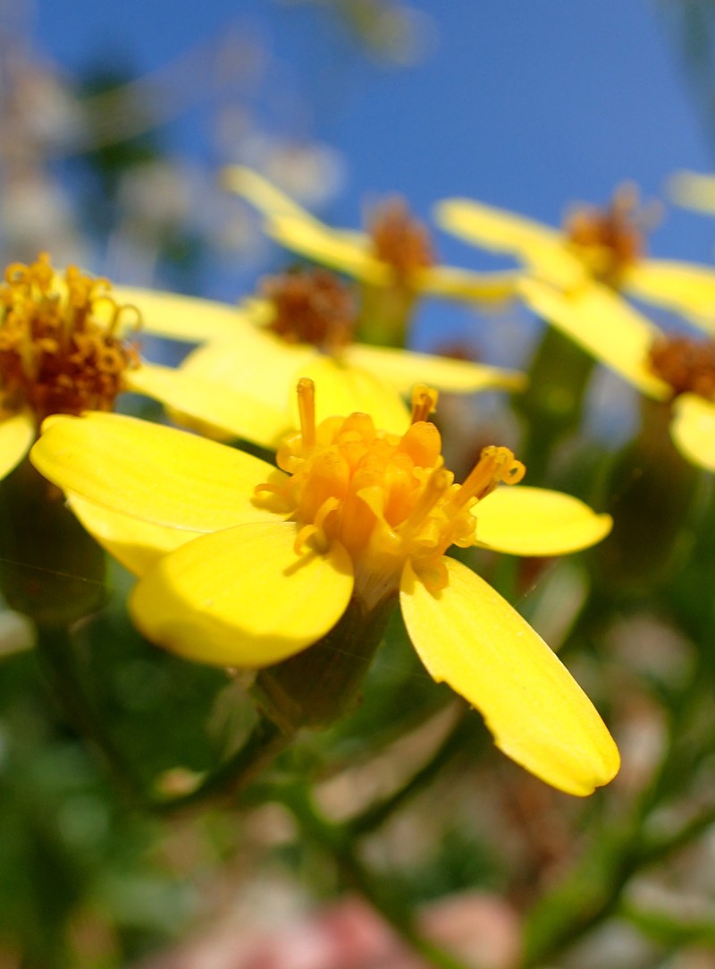 Senecio angulatus photo 4
