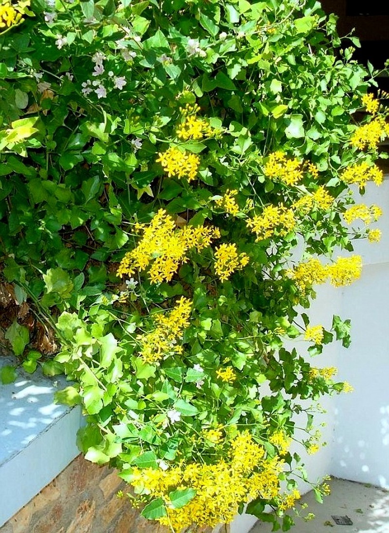 Senecio angulatus photo 5