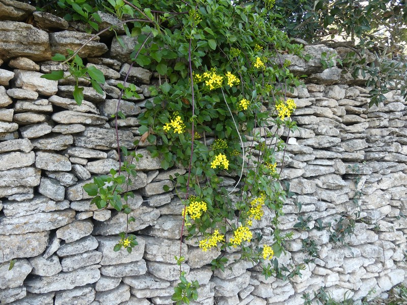 Senecio angulatus photo 6