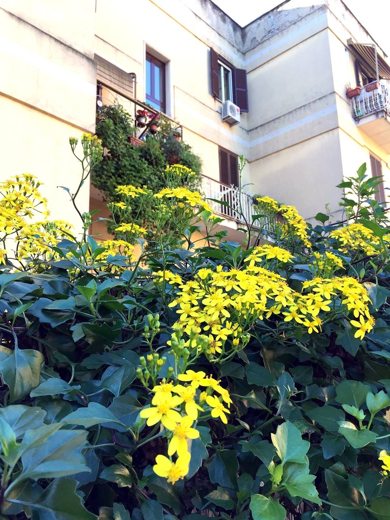 Senecio angulatus photo 7