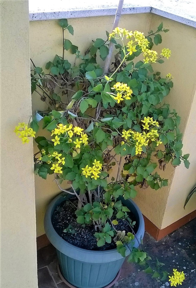 Senecio angulatus photo 8
