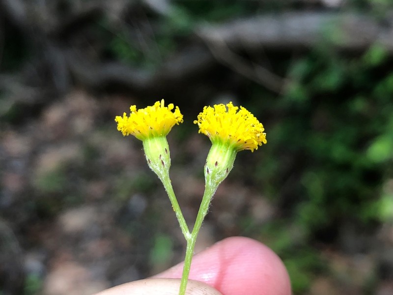 Senecio angustifolius photo 2