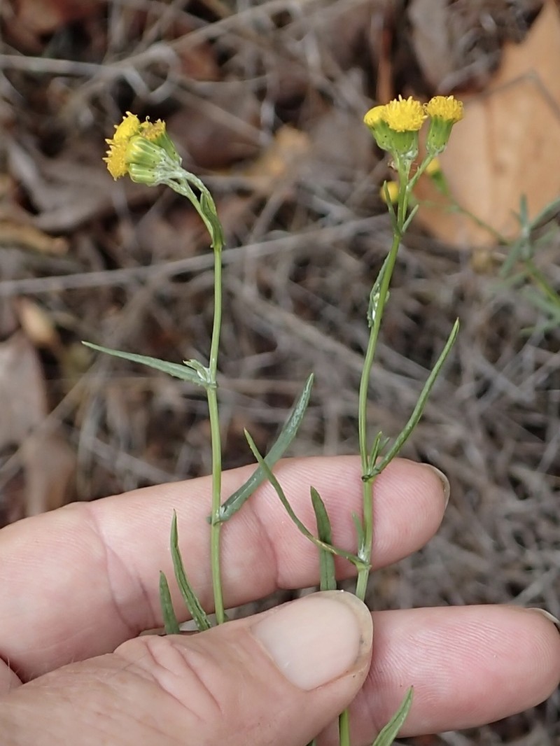 Senecio angustifolius photo 3