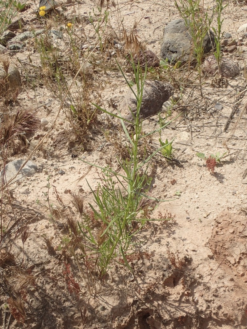 Senecio angustifolius photo 4