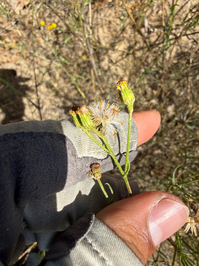Senecio angustifolius photo 5