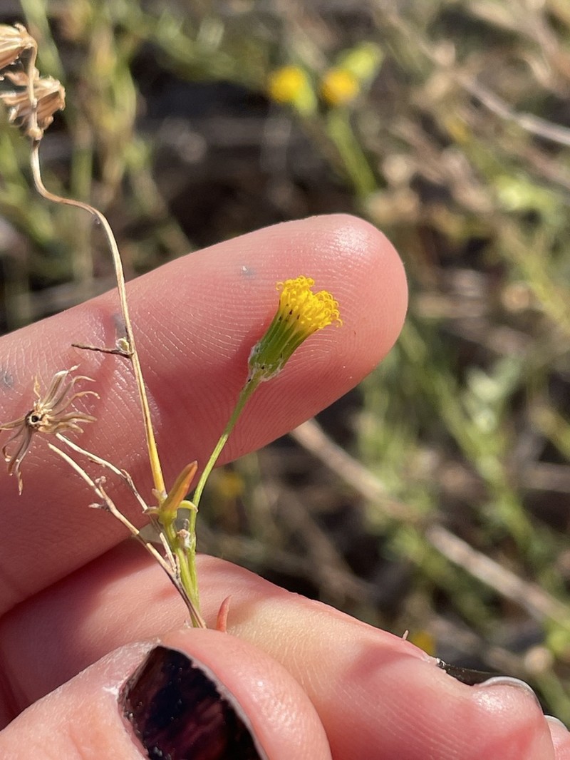 Senecio angustifolius photo 6