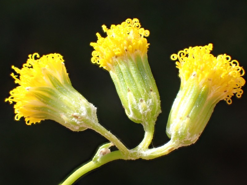 Senecio angustifolius photo 7