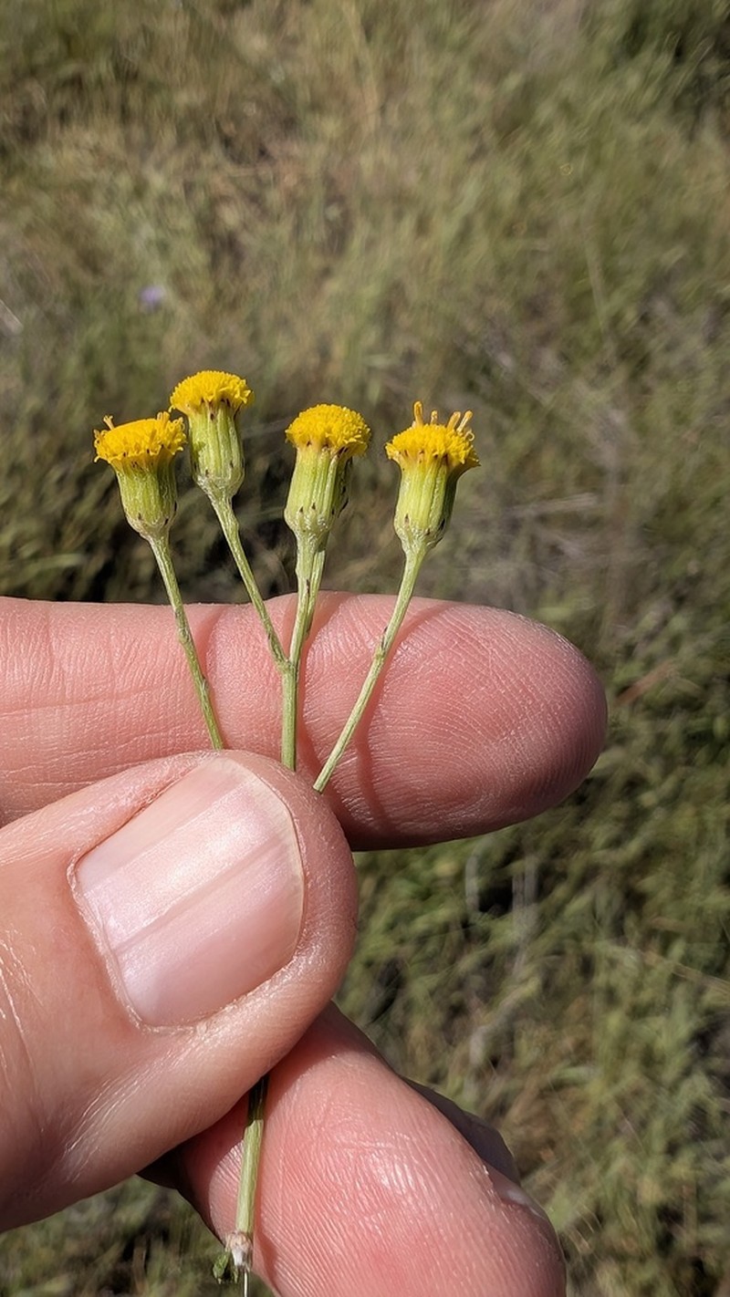 Senecio angustifolius photo 8