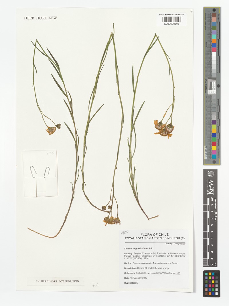 Senecio angustissimus
