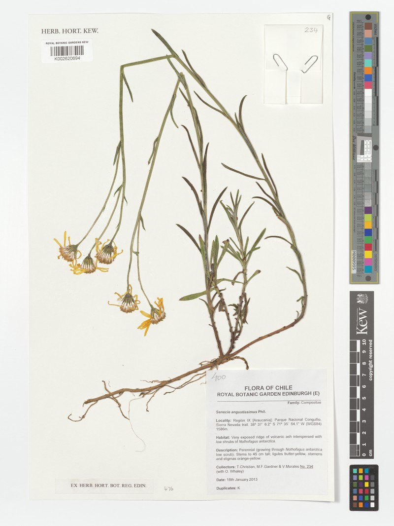Senecio angustissimus photo 2