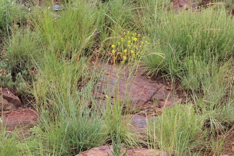 Senecio anomalochrous photo 6