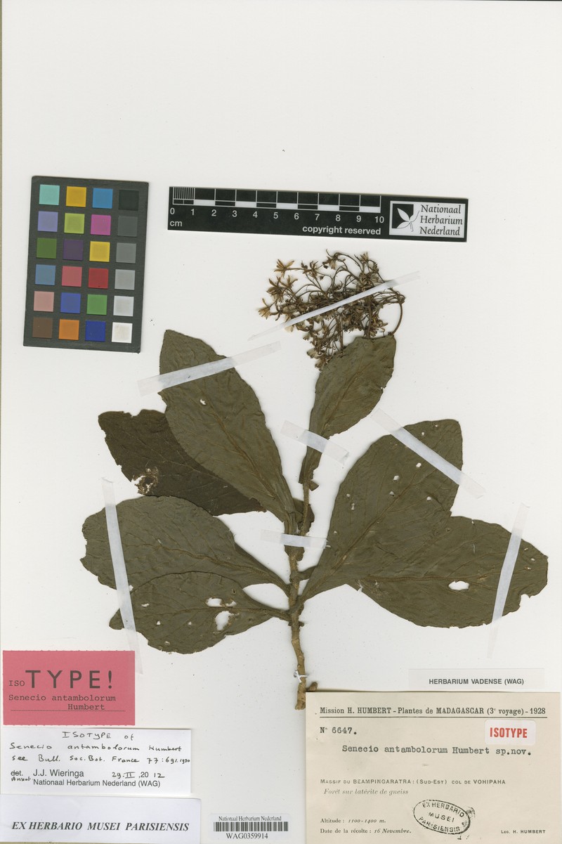 Senecio antambolorum