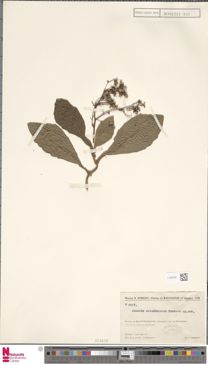 Senecio antambolorum photo 2