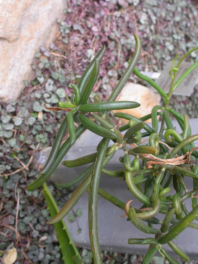 Senecio antandroi