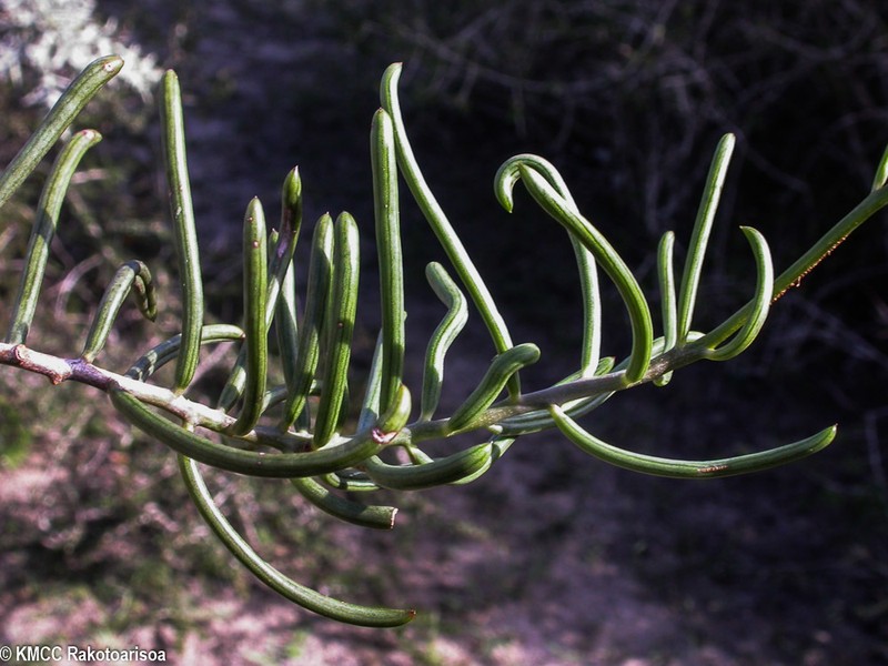 Senecio antandroi photo 2