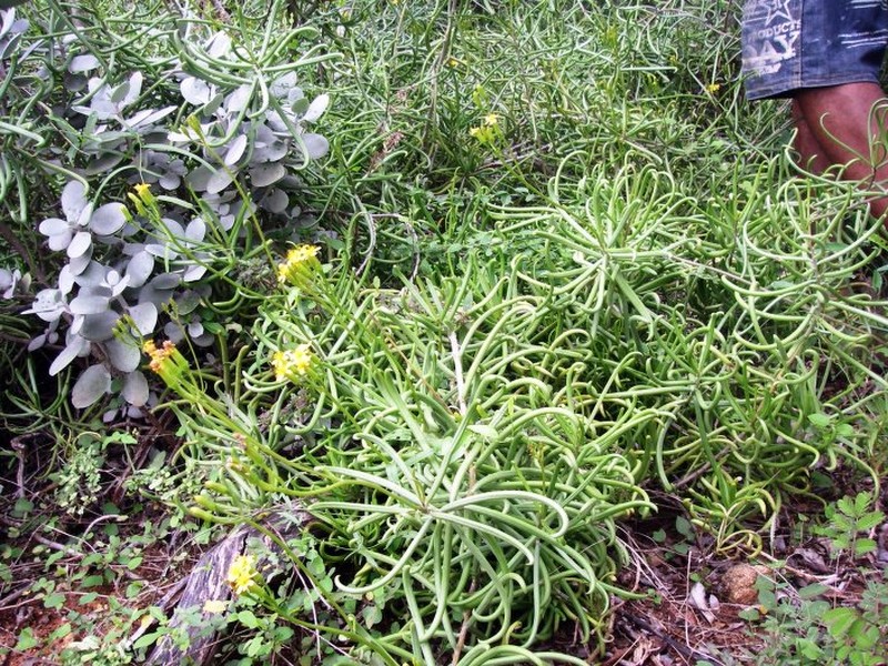Senecio antandroi photo 3