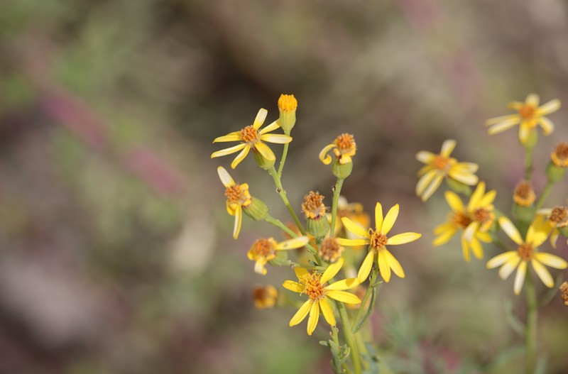Senecio anthemidiphyllus photo 2