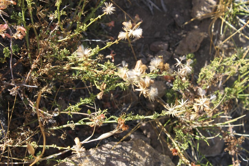 Senecio anthemidiphyllus