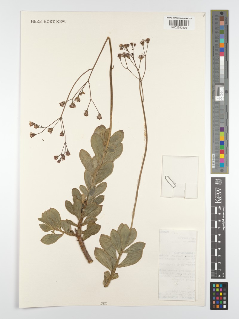 Senecio antitensis