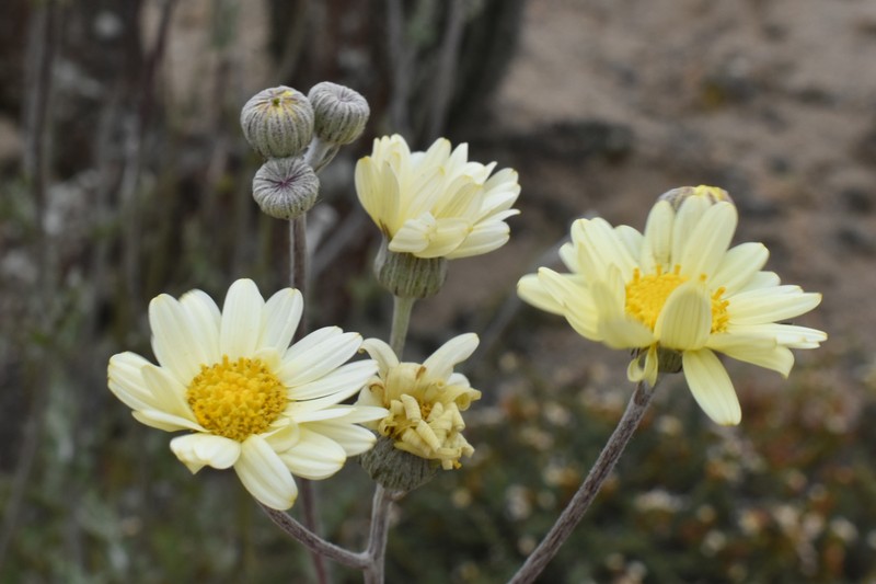 Senecio antofagastanus