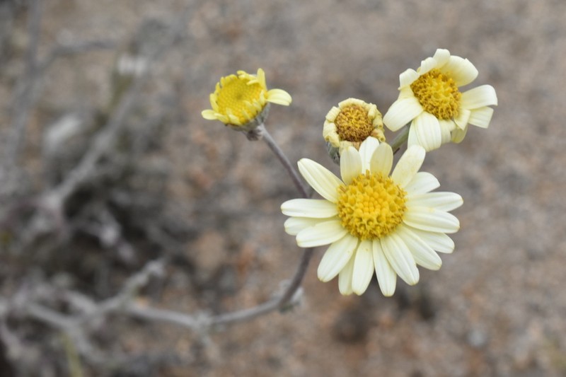 Senecio antofagastanus photo 2