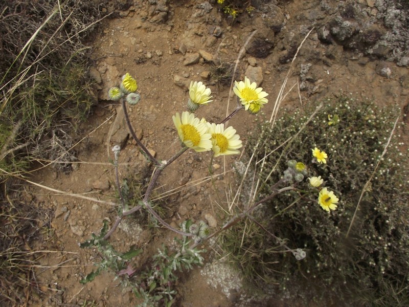 Senecio antofagastanus photo 3