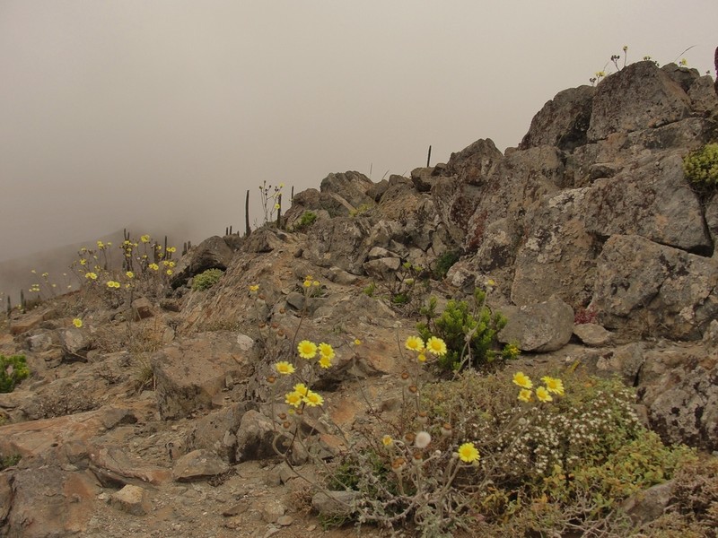 Senecio antofagastanus photo 4
