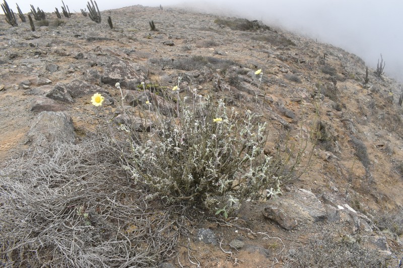 Senecio antofagastanus photo 5