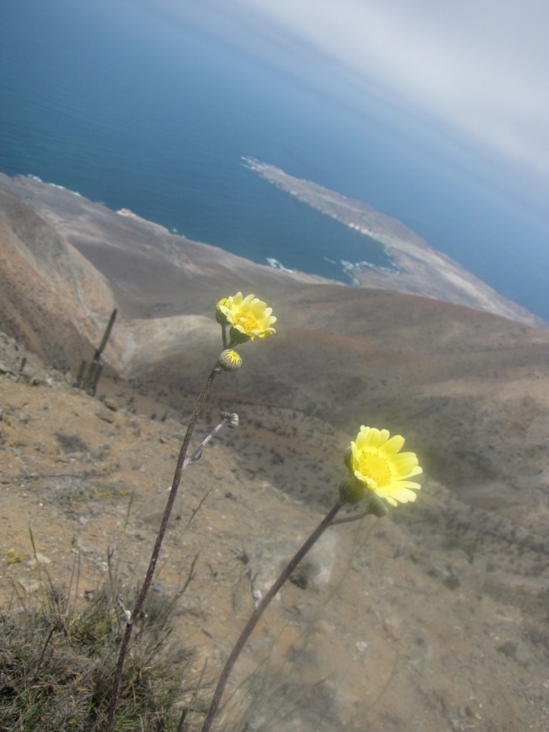 Senecio antofagastanus photo 6