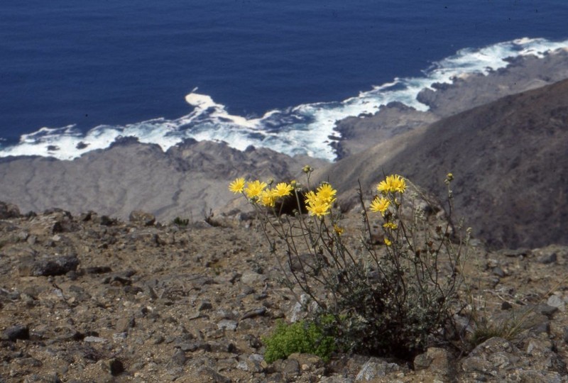 Senecio antofagastanus photo 7