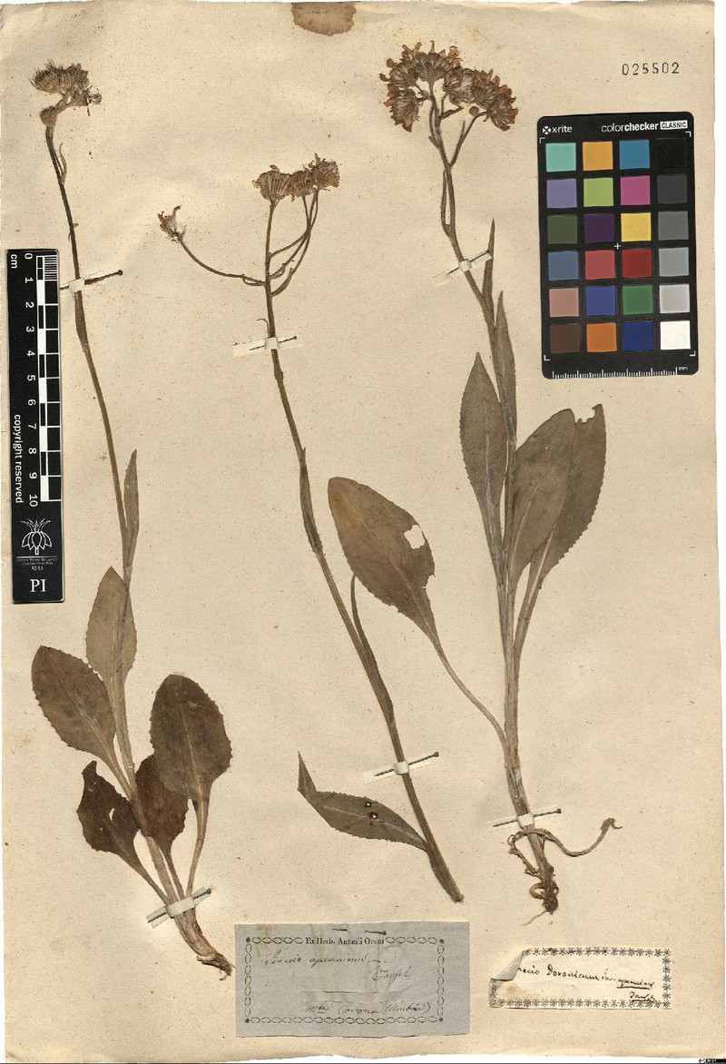 Senecio apenninus