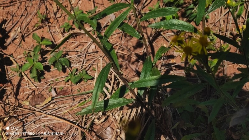 Senecio apensis