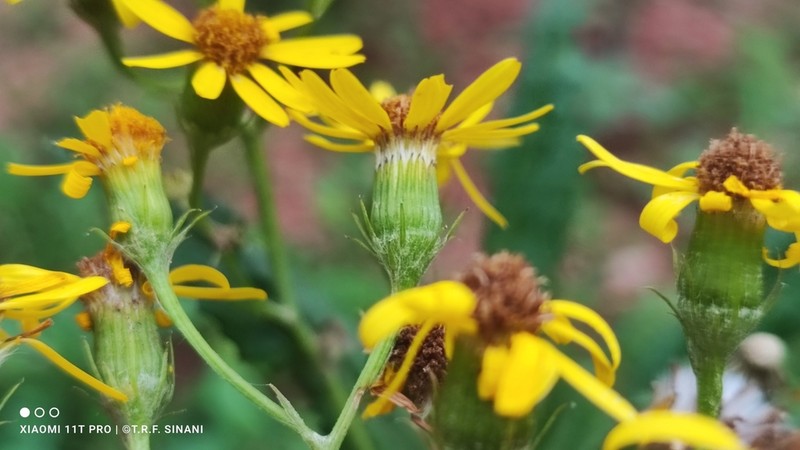Senecio apensis photo 2