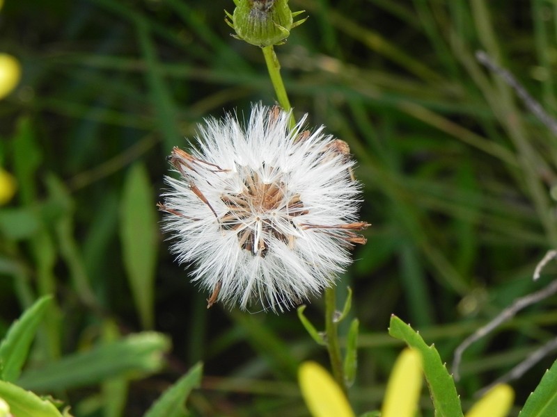 Senecio apensis photo 4