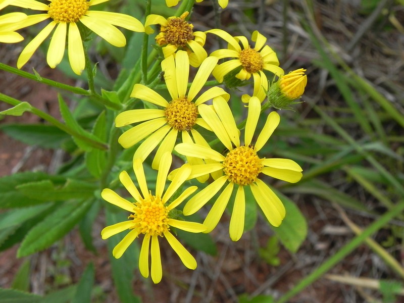 Senecio apensis photo 5