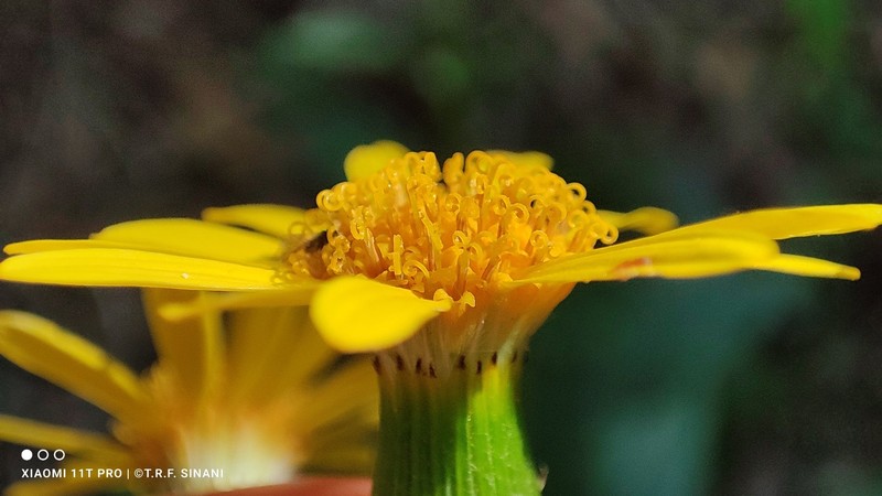 Senecio apensis photo 6
