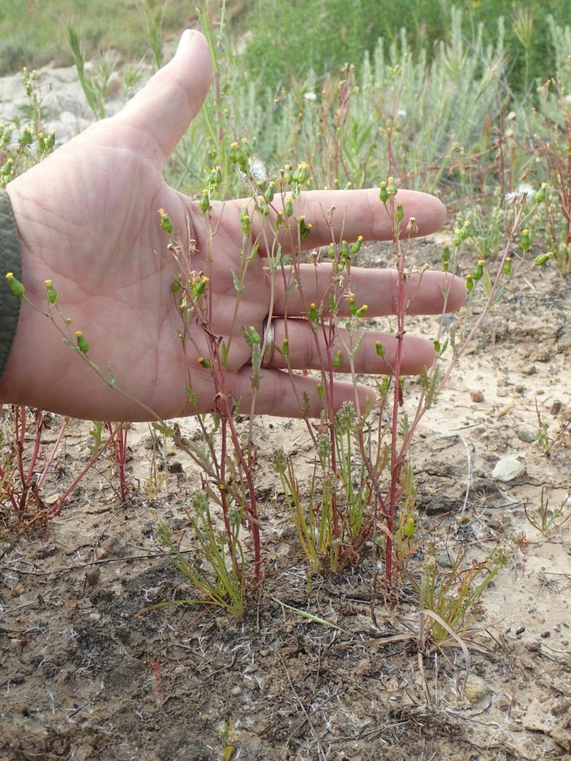 Chaparral Ragwort photo 2