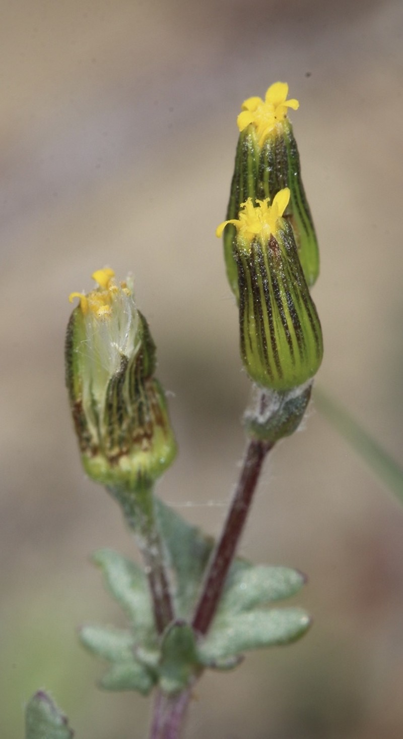Chaparral Ragwort photo 3
