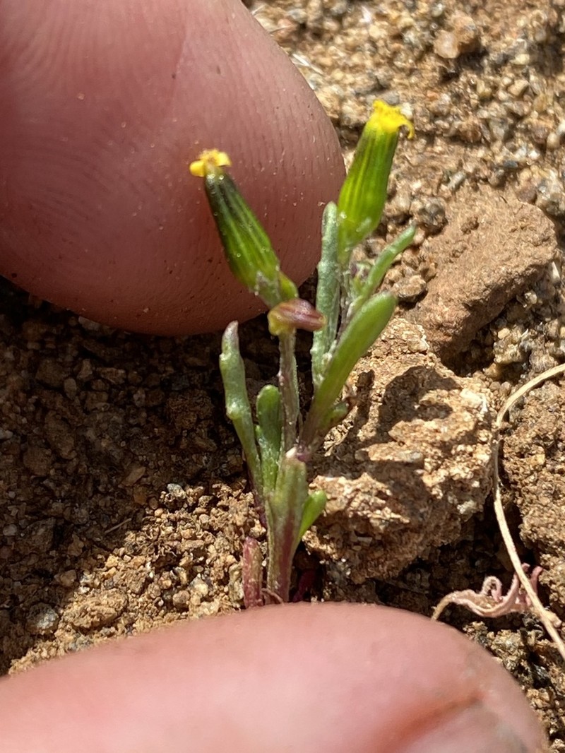 Chaparral Ragwort photo 4