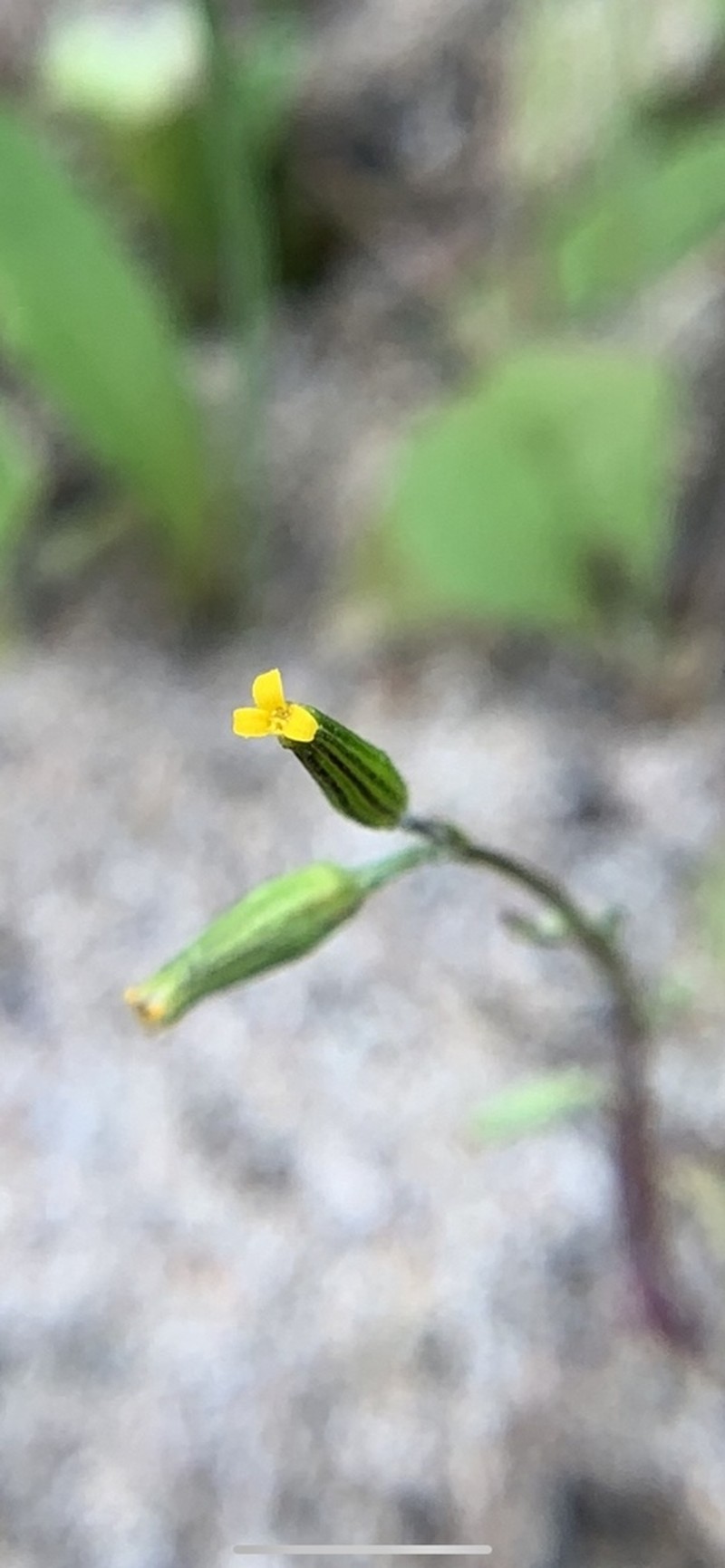 Chaparral Ragwort photo 5