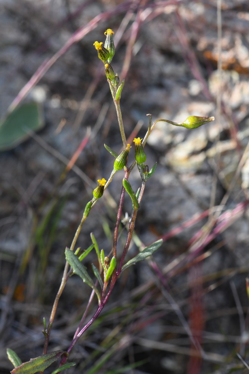 Chaparral Ragwort photo 6