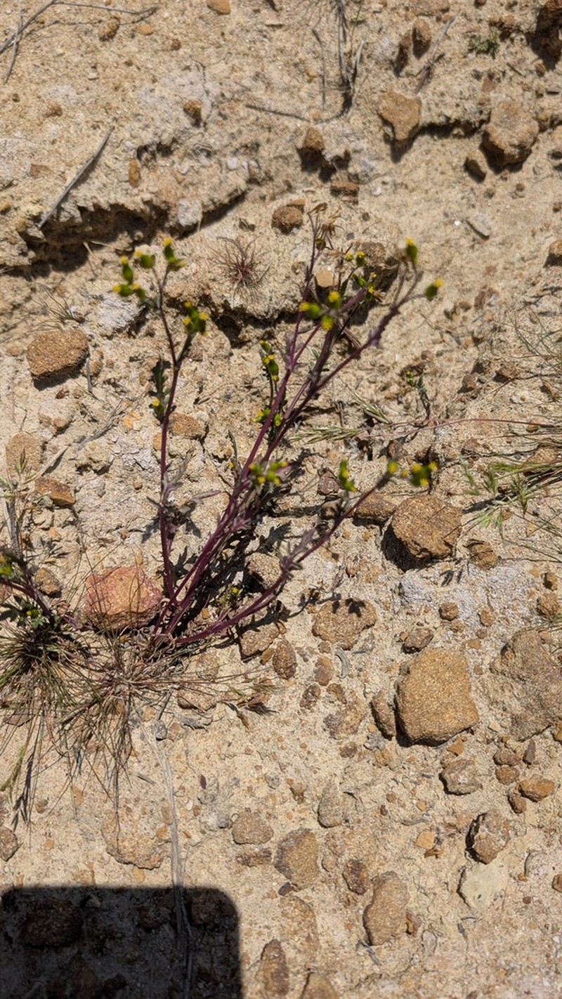 Chaparral Ragwort photo 7